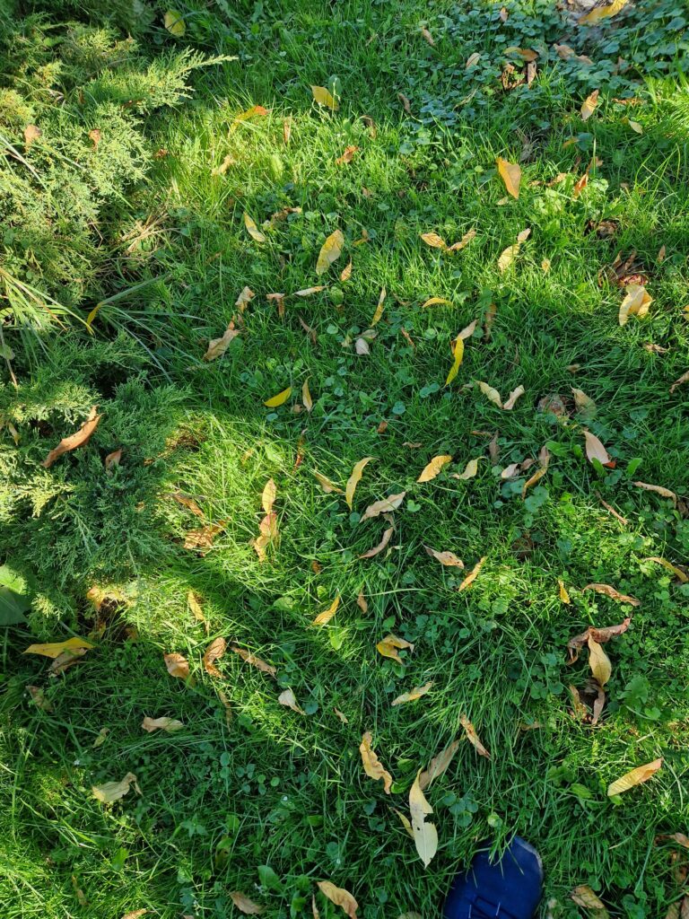 baner